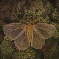 a large white butterfly sitting on top of a moss covered tree