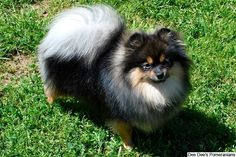 a small dog standing on top of a lush green field