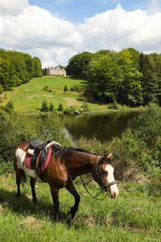 a brown horse standing on top of a lush green field next to a lake and forest