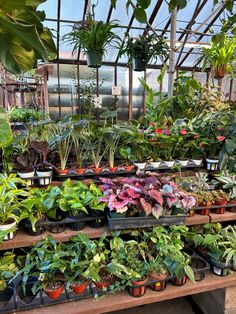 many potted plants are on display in the greenhouse