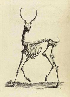 a black and white drawing of a deer skeleton with antlers on it's back