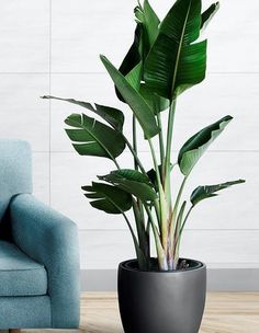 a large plant in a black pot next to a blue chair on a wooden floor