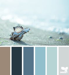 a sea shell on the beach with color swatches