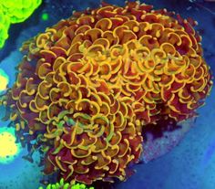 an orange and yellow coral in the water