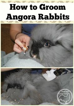 an image of how to groom angora rabbits