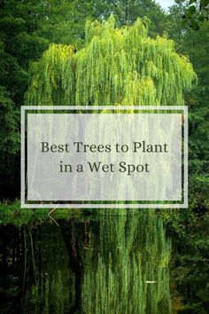 the best trees to plant in a wet spot