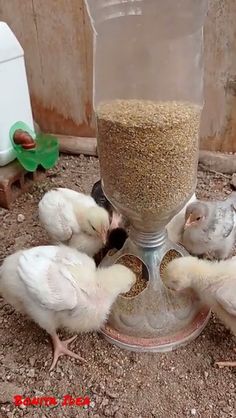 several small birds are eating out of a bird feeder