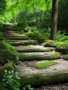 moss covered steps in the woods leading to trees