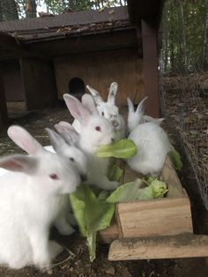 several rabbits are eating lettuce in their pen