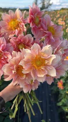 a person holding pink flowers in their hand