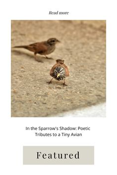 two small birds standing on the ground next to each other with words above them that read, in the sparrow's shadow poem