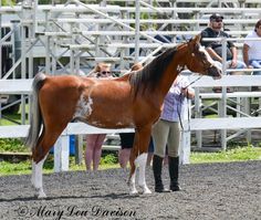 a brown horse standing on top of a dirt field