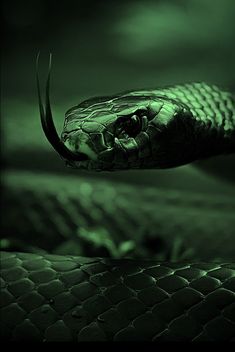 a close up of a snake's head on a bed in a dark room