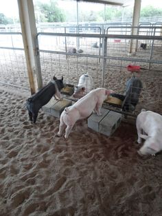 three pigs and two goats eating out of troughs in an enclosed area with sand