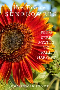 a sunflower with the words how to grow sunflowers from seed sowing to fall harvest