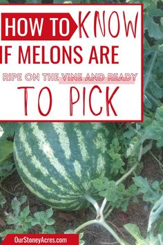 how to know if melons are ripe on the vine and ready to pick