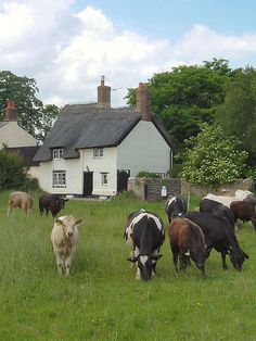 a herd of cattle grazing on a lush green field next to a white house with a thatched roof