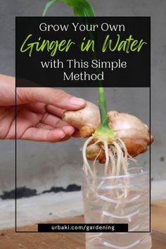 someone holding up a plant with roots in it and the text grow your own ginger in water with this simple method