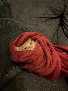 an orange tabby cat wrapped in a red blanket on top of a gray couch