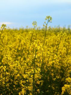 a field full of yellow flowers with blue sky in the backgrounnds