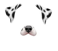 a dalmatian dog's face with black and white spots