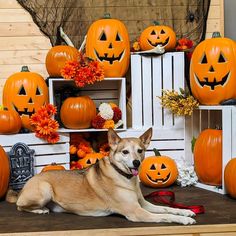 a dog laying on the ground in front of pumpkins and other halloween decorations,