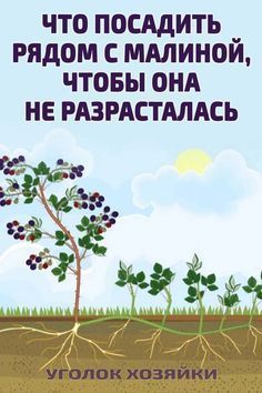 a book cover with an image of a tree and the words in russian