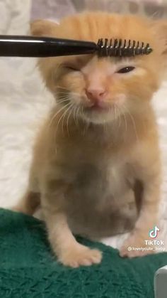 an orange kitten sitting on top of a green towel holding a hair brush in it's mouth