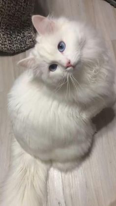 a white cat with blue eyes sitting on the floor