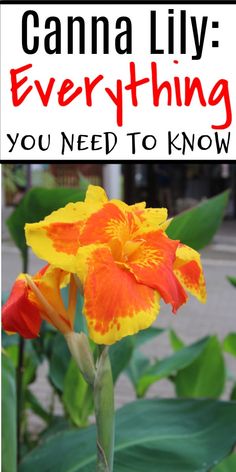 an orange and yellow flower with the words canna lily everything you need to know