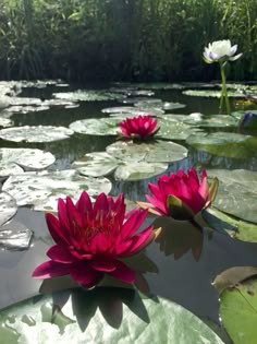 two pink water lilies floating on top of a pond filled with lily pads and greenery