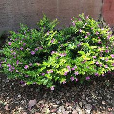 small purple flowers growing out of the ground in front of a brick wall and gravel