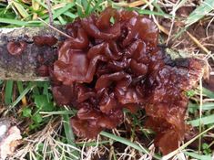 a cluster of brown mushrooms sitting on top of a grass covered field next to a fallen tree