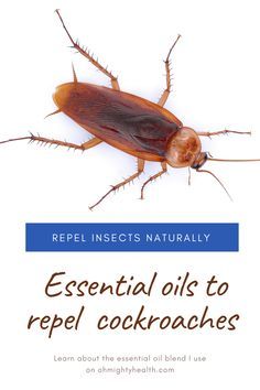 a book with an image of a cockroach on it's back cover