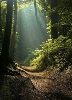 the sun shines through the trees in the forest on a dirt road that is surrounded by green foliage