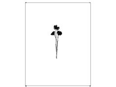 a black and white drawing of three flowers in a square frame on a white background