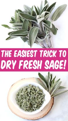 the easy trick to dry fresh sage is great for your body and it's good for you