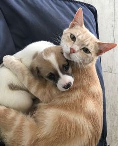 an orange and white cat laying on top of a brown and white dog's back