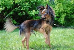 a brown and black dog standing on top of a lush green field