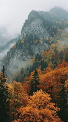 Fall Aspen Trees Colorado, Autumn Birch Trees, Adirondack Mountains Aesthetic, Autumn In The Mountains, Pnw Fall Aesthetic, Autumn Mountain Aesthetic, Moody Mountain Aesthetic, Cozy Forest Aesthetic, Fall Foliage Photography