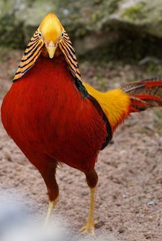 a colorful bird standing on top of a dirt field