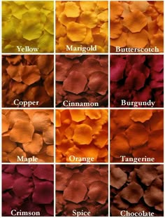 many different colors of flowers with names in each color and the names below them are orange, red, yellow, pink, purple, green