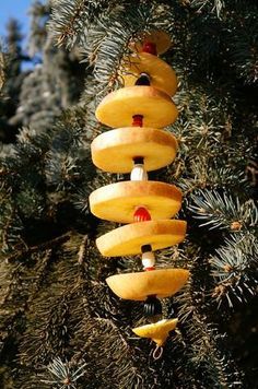 a bunch of fruit hanging from the side of a pine tree in front of some trees