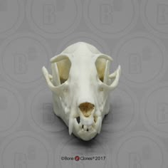 an animal's skull is shown on a gray background