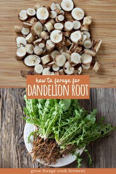 how to arrange the root for dandelion root