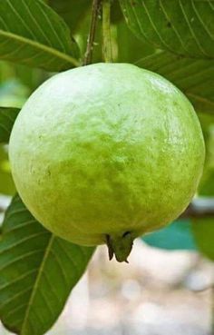 a green fruit hanging from a tree with leaves