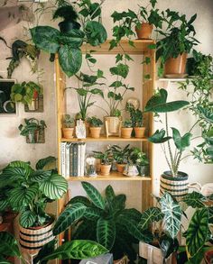 a room filled with lots of green plants and potted plants on top of wooden shelves