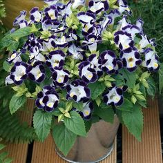 purple and white pansies in a metal vase on a wooden table with green leaves