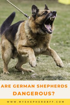 a german shepherd running with its mouth open