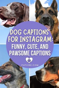 four different dogs with the words dog captions for instagram funny, cute, and pawsome captions